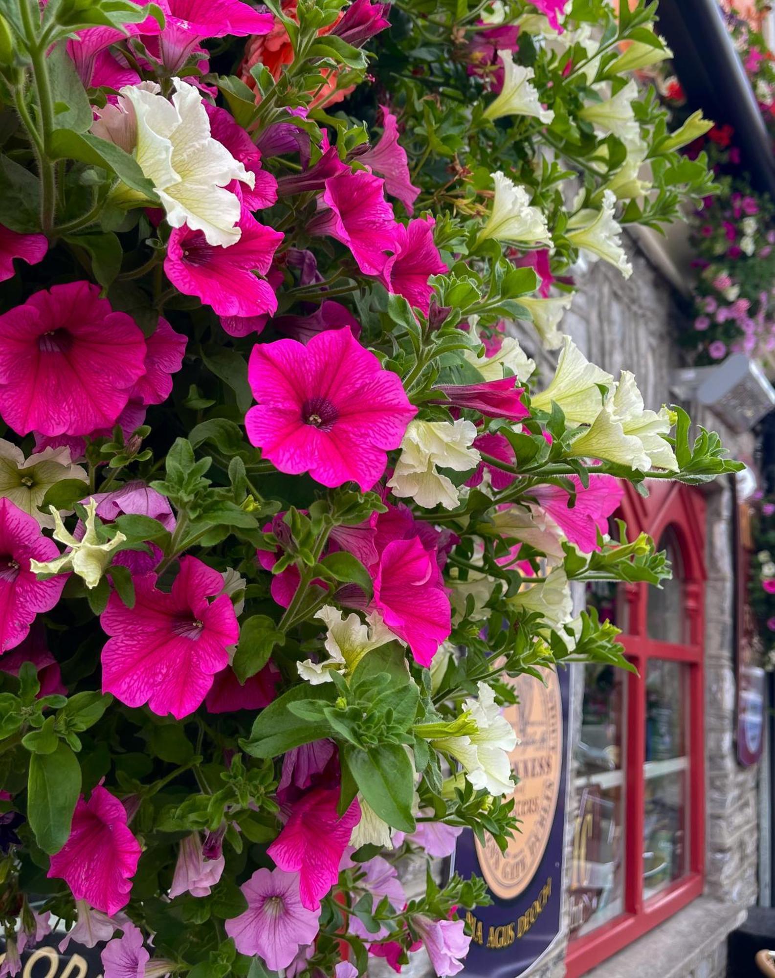 Foleys Ardmullen Townhouses Kenmare Exteriör bild